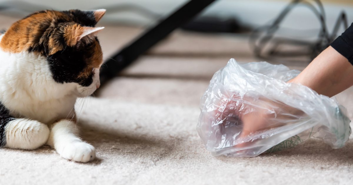 cat watching owner clean up vomit from rug with a plastic bag