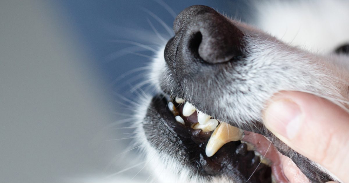 close up of vet checking dog's teeth