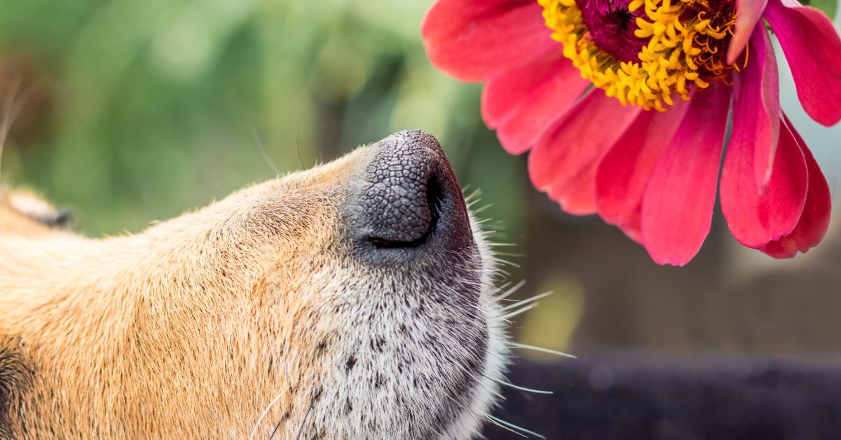 My Dog Was Stung By a Bee — What Should I Do? | All Kinds