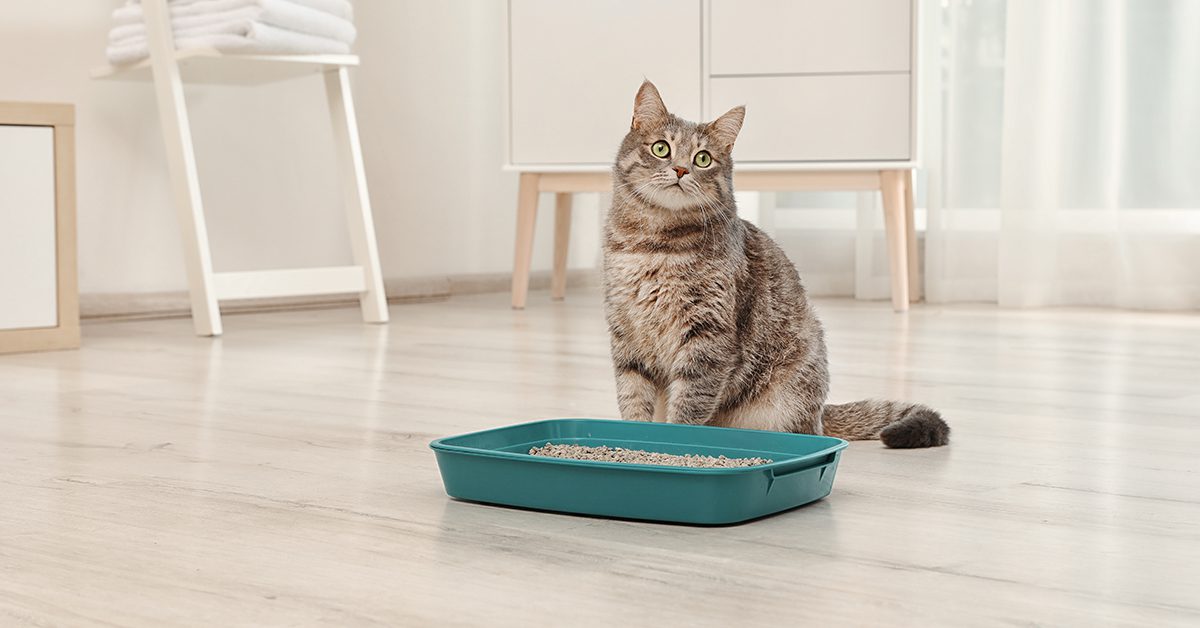 cat sitting near litter box