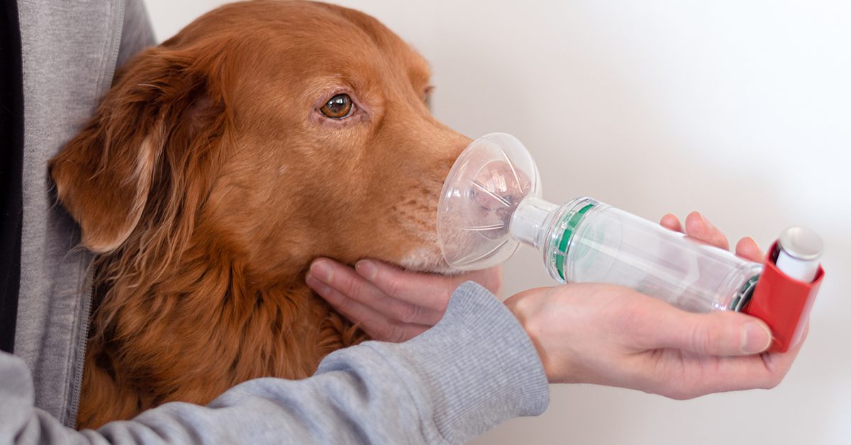 dog being given an inhaler for wheezing