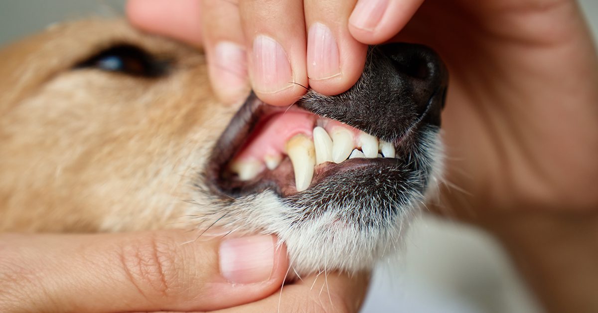 c;lose up showing the gums of a dog