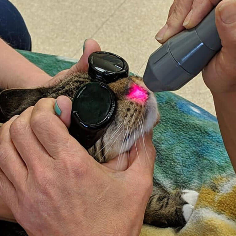 Pet Laser Therapy In Callaway Md Pet Laser Therapy In Callaway Md