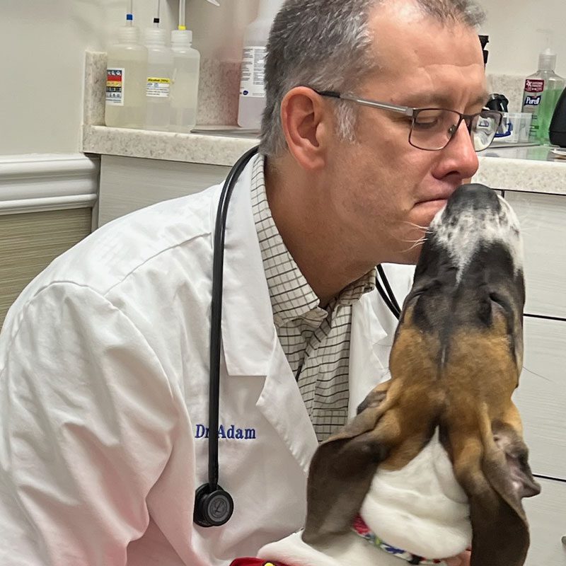 Basset Hound Trying To Kiss Male Veterinarians Face Basset Hound Trying To Kiss Male Veterinarians Face