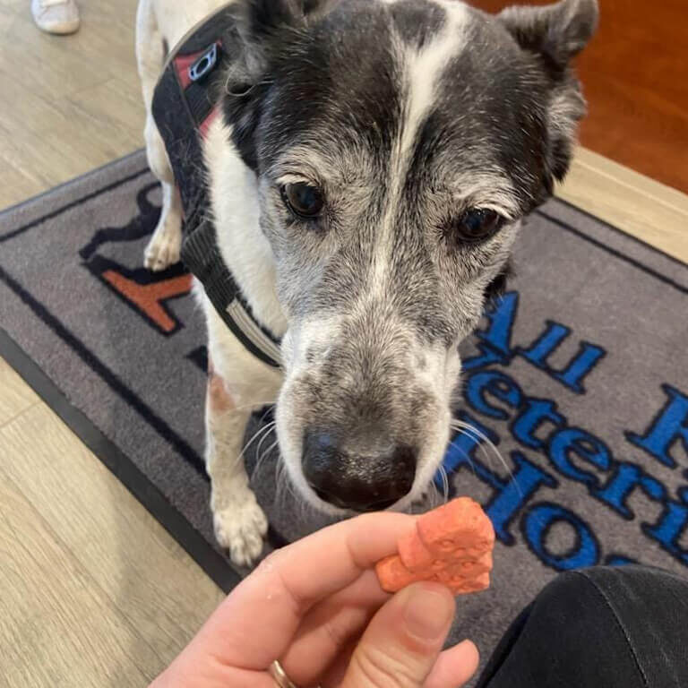 Dog Eating Treat Dog Eating Treat