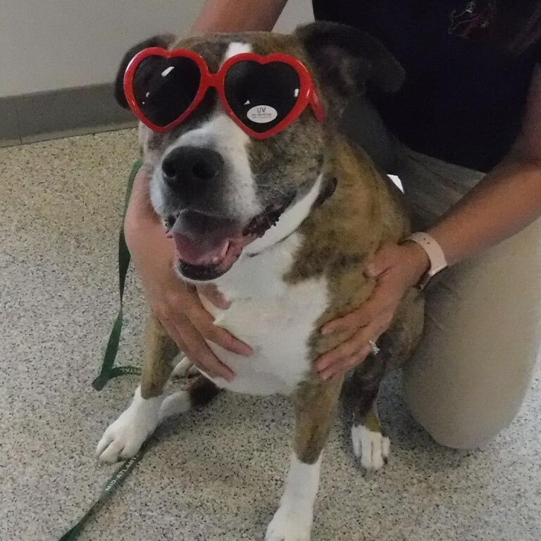 Dog Wearing Heart Shaped Sunglasses Dog Wearing Heart Shaped Sunglasses