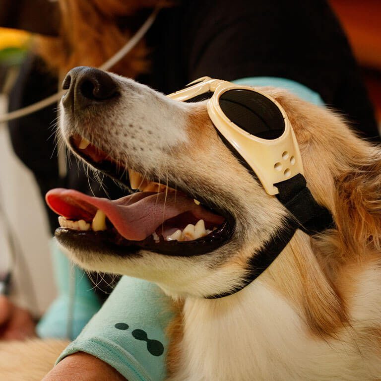 Dog With Laser Therapy Glasses On Dog With Laser Therapy Glasses On