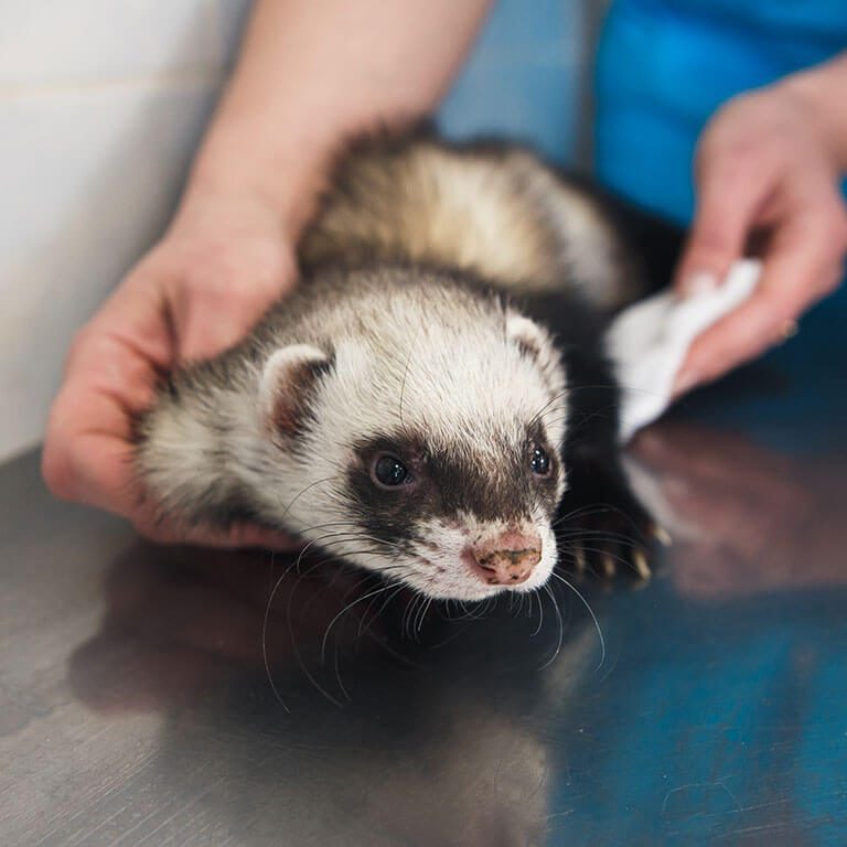 Exotic Pet Care In Callaway Md Exotic Pet Care In Callaway Md
