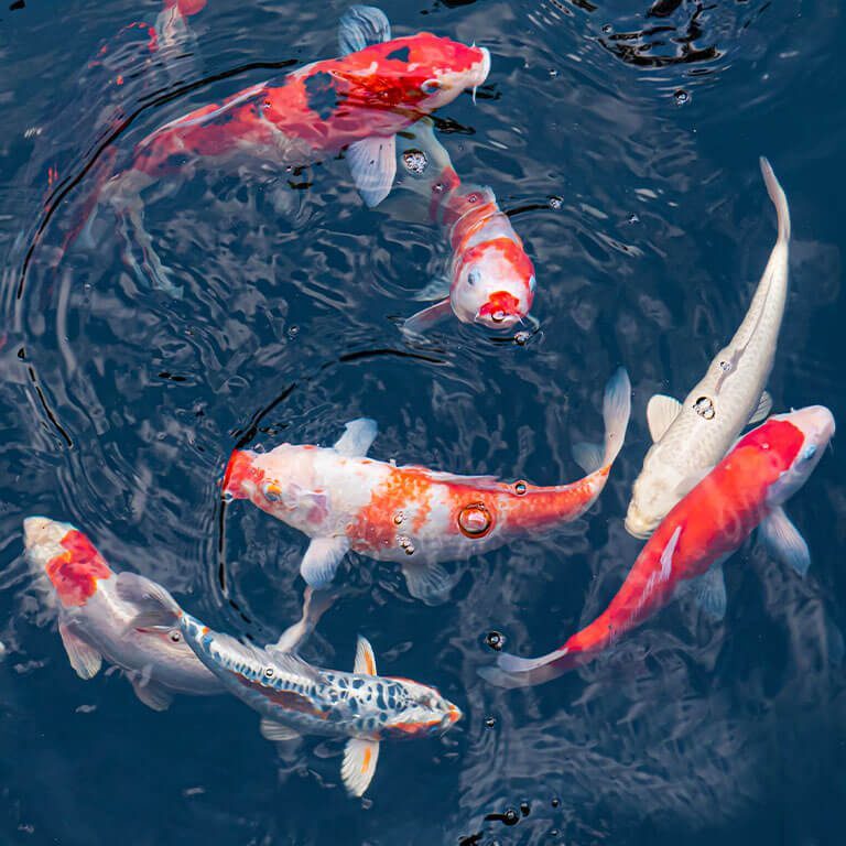 Koi Swimming In Circles Koi Swimming In Circles