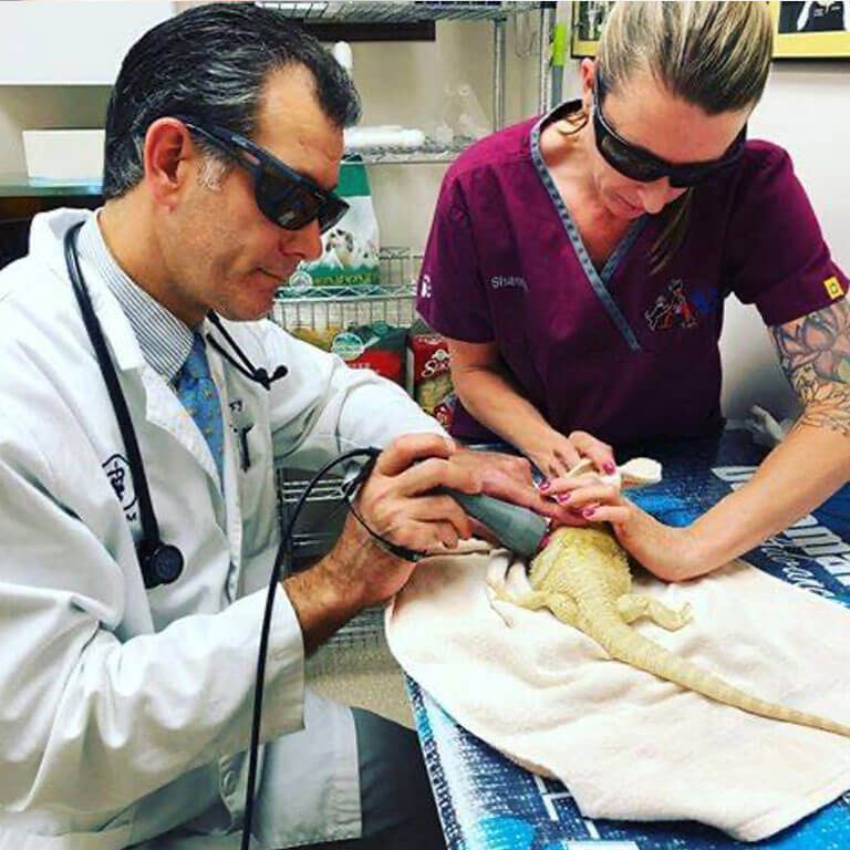 Lizard Laser Therapy Lizard Laser Therapy