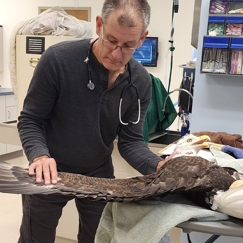 Male Veterinarian Examining Bald Eagles Wings Male Veterinarian Examining Bald Eagles Wings