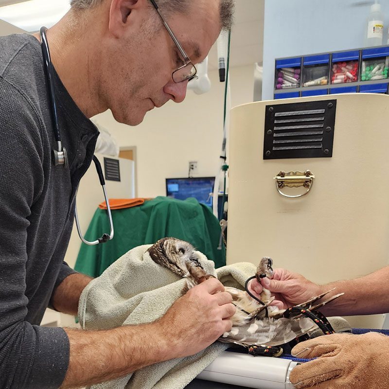 Male Veterinarian Working On Bald Eagle Male Veterinarian Working On Bald Eagle