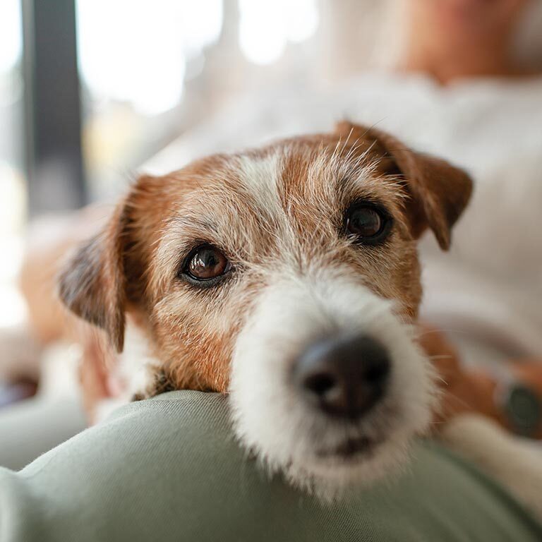 Pet Senior And End Of Life Care In Callaway Md Pet Senior And End Of Life Care In Callaway Md