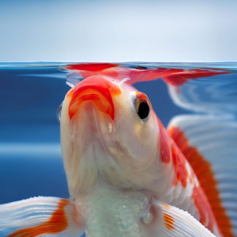 Red Fish Lips Red Fish Lips