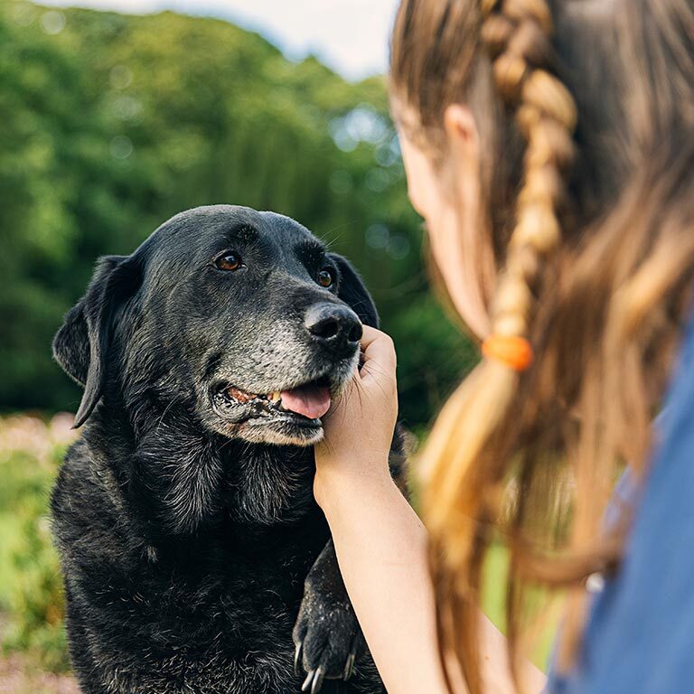 Woman Petting Black Senior Dog Outside Woman Petting Black Senior Dog Outside